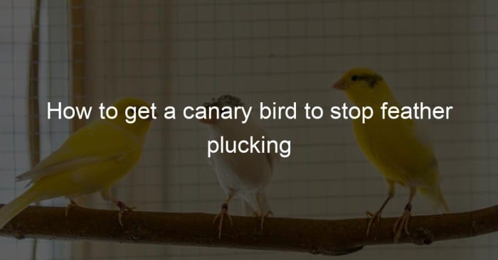 Canary song bath