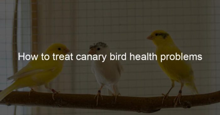 Canaries canary