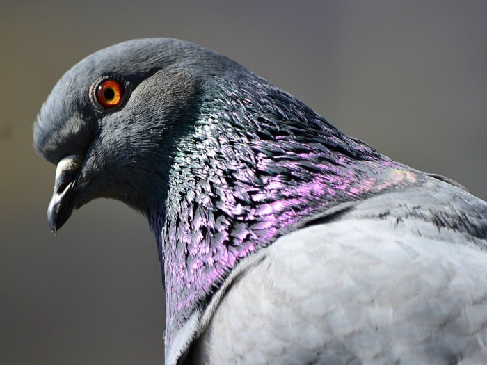 Pigeon pigeons