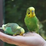 3 Cara Melatih Burung Parkit Free Fly dengan Tepat