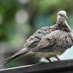 spotted-dove_005_wikimedia_summer_adult Apakah Burung Tekukur Dilindungi? Ini Jawaban Selengkapnya