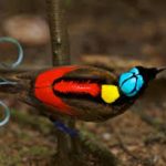 Paradise birds bird feathers unique wilson facts feather spiral like unknown comments ends appearing curled bears wire shape color some Apakah Burung Cendrawasih Memiliki Kulit Kering? Ini Jawabannya