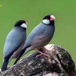 33540090500_34257abeca_o Mitos Memelihara Burung Pelatuk Beras yang Masih Dipercaya hingga Kini