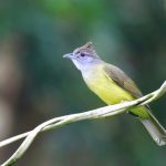 Cucak burung jenggot Cara agar Burung Cucak Jenggot Cepat Bunyi dan Rajin Berkicau Setiap Hari