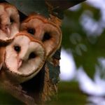 Barn-owls Cara Merawat Burung Hantu Serak Jawa agar Jinak dan Sehat