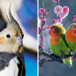 3 Rekomendasi Burung Murah untuk Pemula yang Mudah Dirawat