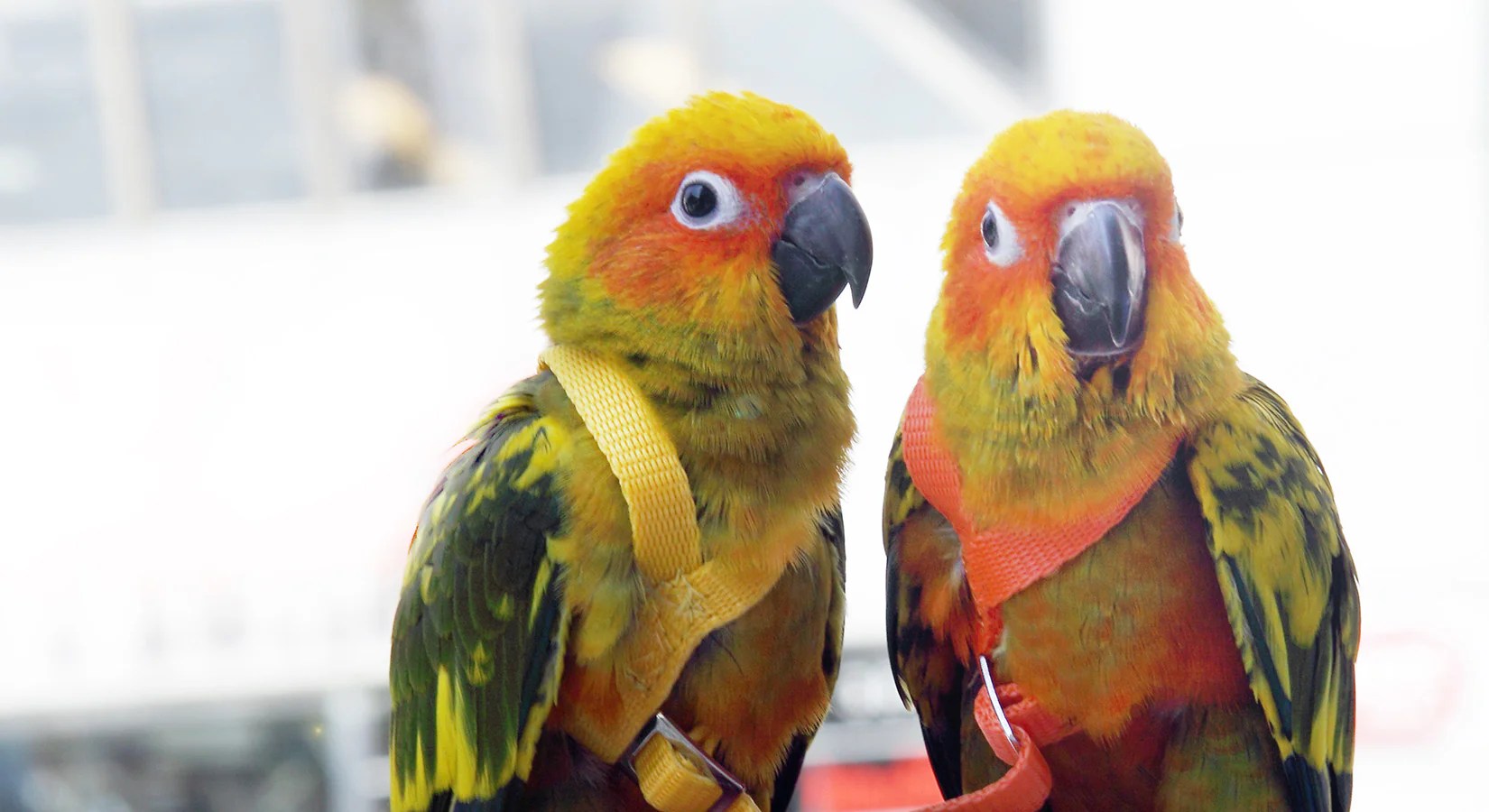 7 Tips Membawa Burung Perjalanan Jauh dengan Aman agar Selamat Sentosa