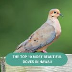 Sick turtle tortoise if vet does need figuring challenges present special have can out 4 Ciri-Ciri Burung Puter Sakit yang Wajib Diwaspadai