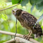 5 Cara Merawat Burung Hantu Buffy Fish Owl yang Benar untuk Pemula