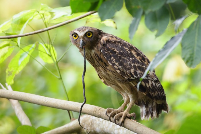5 Cara Merawat Burung Hantu Buffy Fish Owl yang Benar untuk Pemula