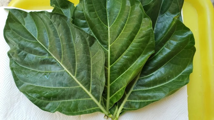 5 Manfaat Daun Mengkudu untuk Burung Sogon yang Jarang Diketahui