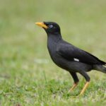 Javan myna acridotheres ron nature bird adventures javanicus Manfaat Burung Jalak Kebo untuk Pengendalian Hama di Sawah