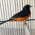 Murai Batu Mabung ke 2 Murai Batu Mabung ke 2