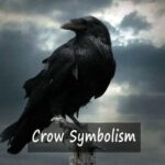 Crow Symbolism: Spiritual Meanings Across Native American Cultures Burung Gagak Pertanda Apa? Penjelasan Fakta dan Mitosnya