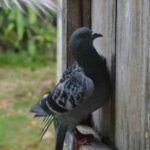 7 Spiritual Meanings When A Bird Flies Into Your House Door Mitos Burung Masuk Rumah, Pertanda Baik atau Buruk?