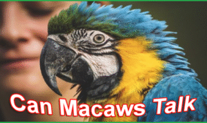 Apakah Burung Macaw Bisa Bicara? Begini Faktanya
