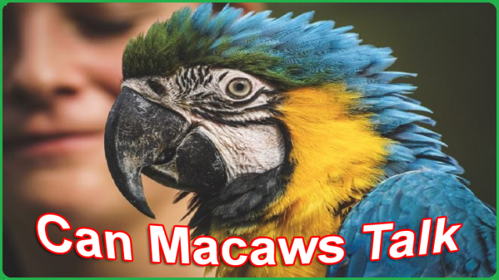 Apakah Burung Macaw Bisa Bicara? Begini Faktanya