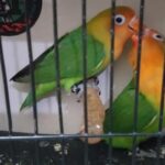 Parrots - Animal Kingdom 3 Ciri Lovebird Nyasa dan Alasannya Diincar Banyak Pencinta Burung