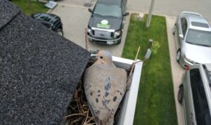 5 Mitos Rumah Kemasukan Burung yang Sering Dianggap Membawa Malapetaka