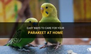 4 Manfaat Memelihara Burung Parkit untuk Kesehatan Mental
