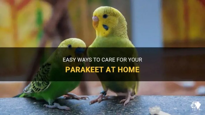 4 Manfaat Memelihara Burung Parkit untuk Kesehatan Mental