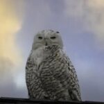 female-snowy-owl-sitting-roof-house-female-snowy-owl-sitting-roof-house-looking-around-309616667 Mitos Burung Hantu di Atap Rumah Menurut Kepercayaan Tradisional