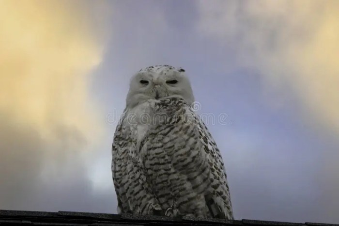 Mitos Burung Hantu di Atap Rumah Menurut Kepercayaan Tradisional