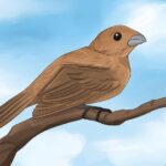 Burung Masuk Rumah Pertanda Apa? Jawaban Menurut Kepercayaan Tradisional