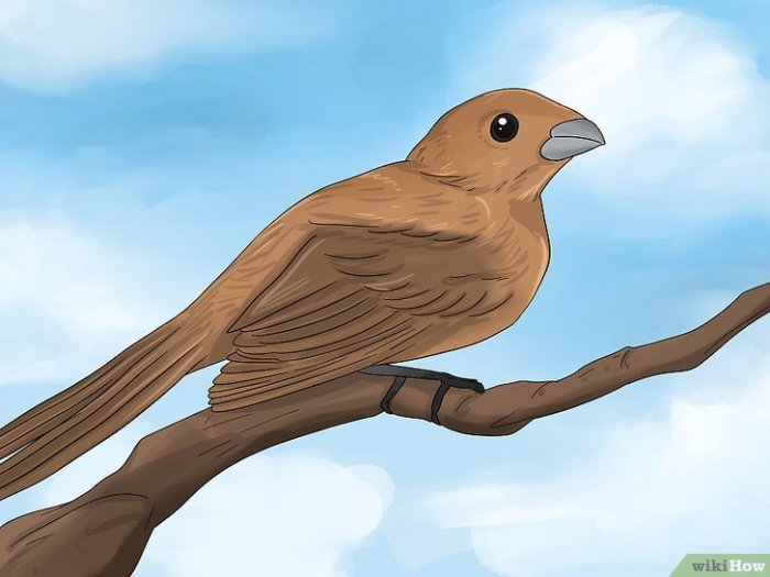 Burung Masuk Rumah Pertanda Apa? Jawaban Menurut Kepercayaan Tradisional